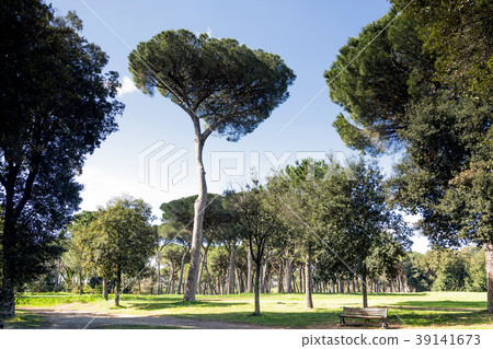 trees in the park trees in the park 39141673