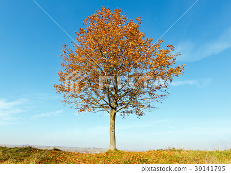 Lonely autumn maple tree Lonely autumn maple tree 39141795