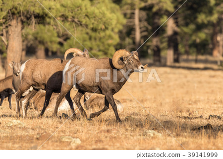 Bighorn Sheep in Rut Bighorn Sheep in Rut 39141999