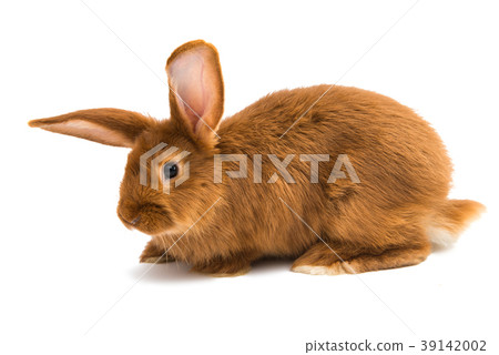 rabbit isolated 39142002