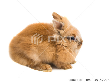 rabbit isolated 39142008