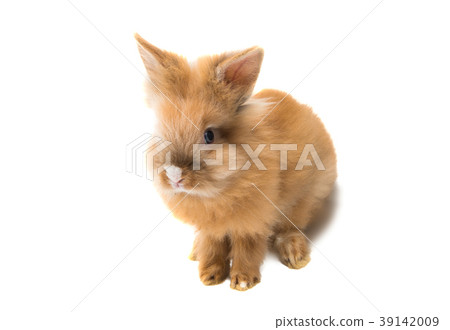 rabbit isolated 39142009