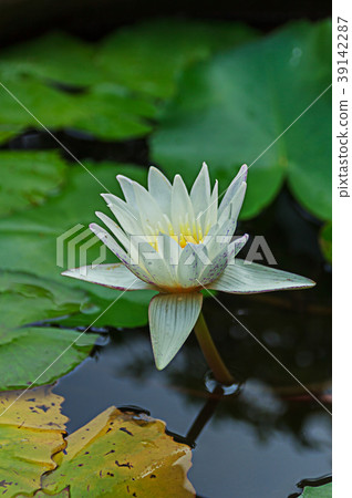 White lily on the lake. White lily on the lake. 39142287