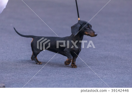 22th INTERNATIONAL DOG SHOW GIRONA 22th INTERNATIONAL DOG SHOW GIRONA 39142446