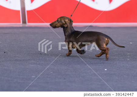 22th INTERNATIONAL DOG SHOW GIRONA 22th INTERNATIONAL DOG SHOW GIRONA 39142447