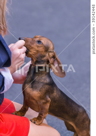 22th INTERNATIONAL DOG SHOW GIRONA 22th INTERNATIONAL DOG SHOW GIRONA 39142448