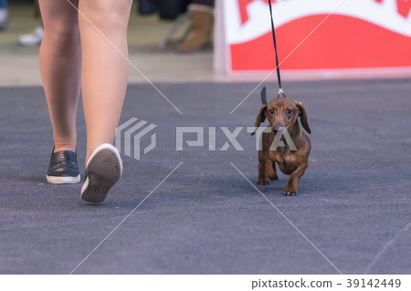 22th INTERNATIONAL DOG SHOW GIRONA 22th INTERNATIONAL DOG SHOW GIRONA 39142449