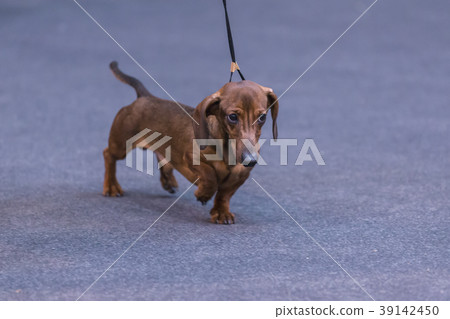 22th INTERNATIONAL DOG SHOW GIRONA 22th INTERNATIONAL DOG SHOW GIRONA 39142450
