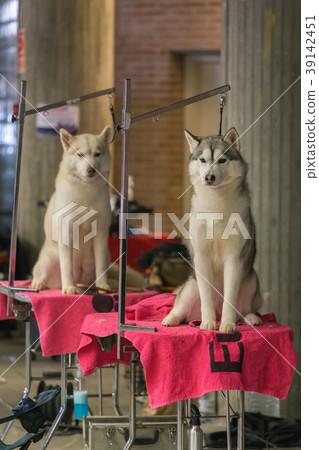 22th INTERNATIONAL DOG SHOW GIRONA 22th INTERNATIONAL DOG SHOW GIRONA 39142451