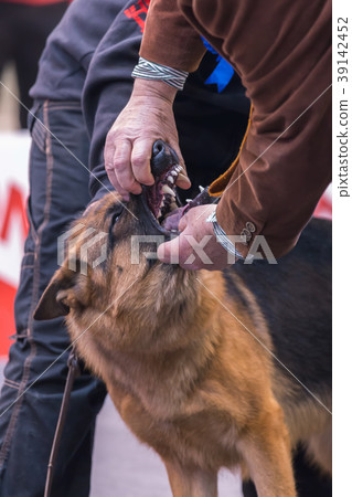 22th INTERNATIONAL DOG SHOW GIRONA 22th INTERNATIONAL DOG SHOW GIRONA 39142452