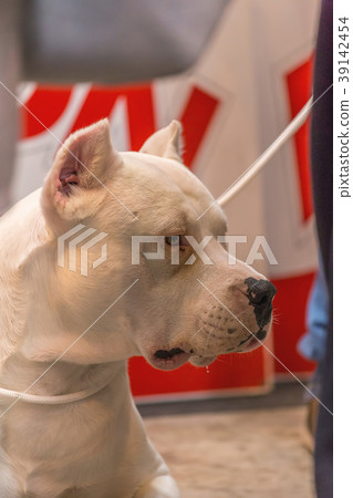 22th INTERNATIONAL DOG SHOW GIRONA 22th INTERNATIONAL DOG SHOW GIRONA 39142454