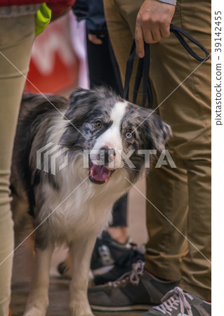 22th INTERNATIONAL DOG SHOW GIRONA 22th INTERNATIONAL DOG SHOW GIRONA 39142455