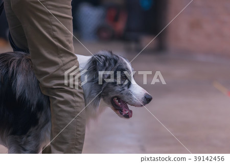 22th INTERNATIONAL DOG SHOW GIRONA  39142456