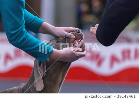 22th INTERNATIONAL DOG SHOW GIRONA 22th INTERNATIONAL DOG SHOW GIRONA 39142461