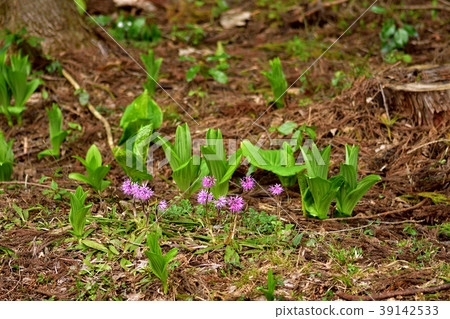 Mountain flower Mountain flower 39142533