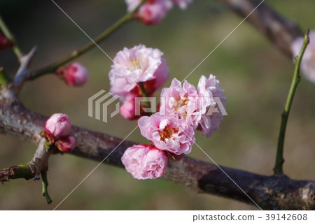 梅花和芽 39142608