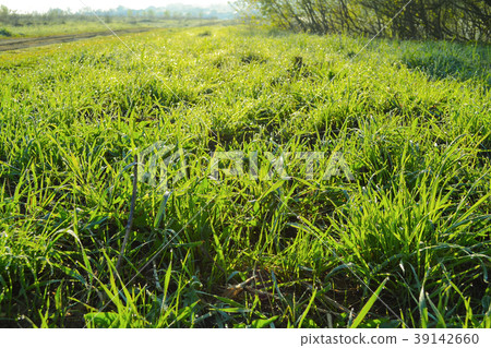 Background of green fresh grass with dew   39142660