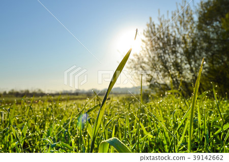 Background of green fresh grass with dew Background of green fresh grass with dew 39142662