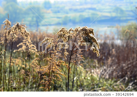 Dry fragrant plant. Close-up 39142694