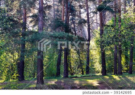 Pine forest. Pine forest. 39142695