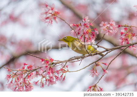 盛開的白眼蜥蜴 39142735