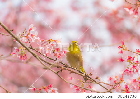 盛開的白眼蜥蜴 39142736