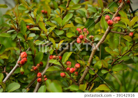 Branch of a flowering quince closeup.   39142916