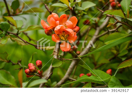 Branch of a flowering quince closeup. Branch of a flowering quince closeup. 39142917