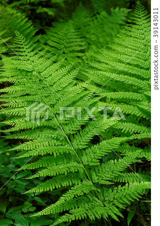 fern plant fern plant 39143011