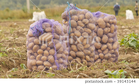 Stuffed sacks of potatoes stand in the field Stuffed sacks of potatoes stand in the field 39143144