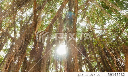 Rays of light shine through the Banyan tree in the Rays of light shine through the Banyan tree in the 39143282