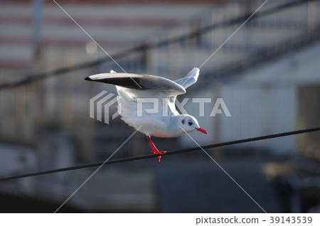 海鷗展翅 39143539