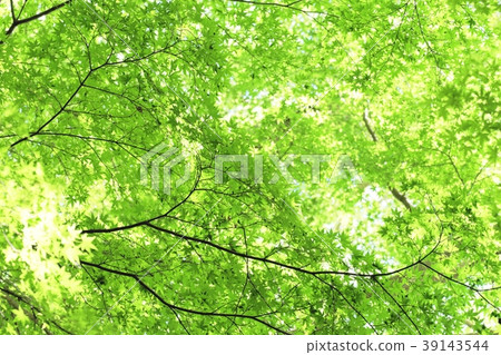 Fresh green maple Fresh green maple 39143544