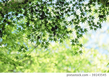 Fresh green maple Fresh green maple 39143545