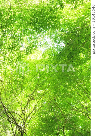 Fresh green maple Fresh green maple 39143546