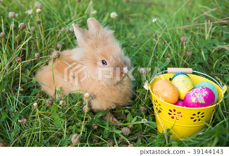 Easter bunny in green grass Easter bunny in green grass 39144143
