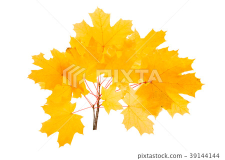 autumn yellow leaves isolated autumn yellow leaves isolated 39144144