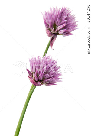 Beautiful daisy flowers isolated on background Beautiful daisy flowers isolated on background 39144256
