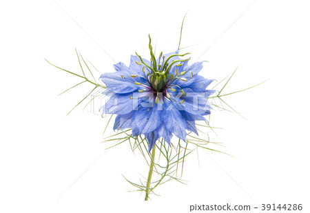 nigella flowers isolated nigella flowers isolated 39144286