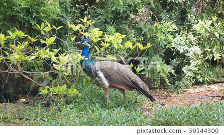 DUBAI, UNITED ARAB EMIRATES - MARCH 31st, 2014: A 39144300