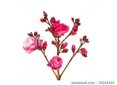 pink oleander flowers isolated 39144354