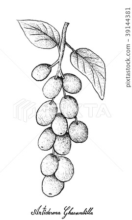 Hand Drawn of Antidesma Ghaesembilla on White Back 39144381