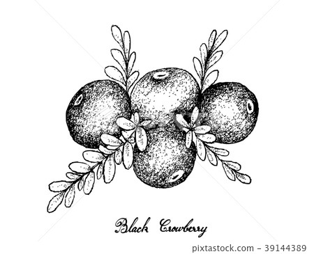 Hand Drawn of Black Crowberry on White Background 39144389