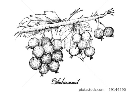 Hand Drawn of Ripe Blackcurrants on White Backgrou 39144390