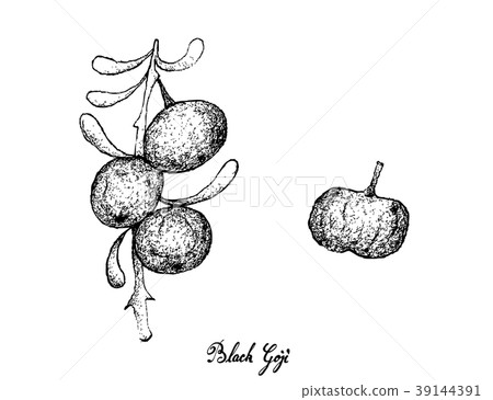 Hand Drawn of Black Goji on White Background 39144391