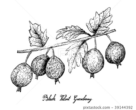 Hand Drawn of Black Velvet Gooseberry on White Bac 39144392