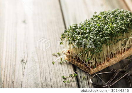 Garden cress, young plants. Garden cress, young plants. 39144846
