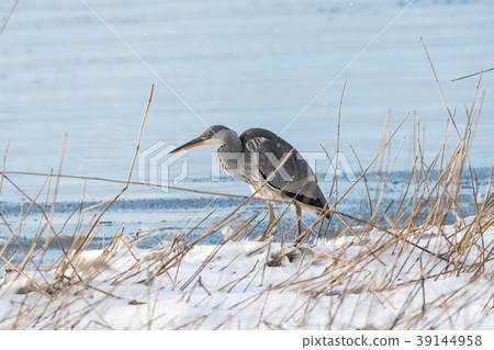 Gray Heron by snowy coast 39144958