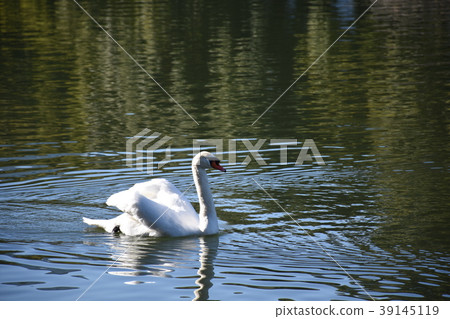 Imperial Swallowtail Imperial Swallowtail 39145119