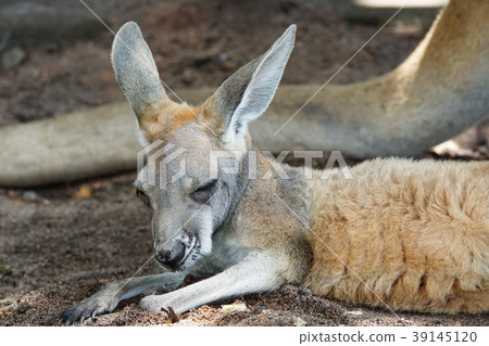 Red Kangaroo, Macropus rufus Red Kangaroo, Macropus rufus 39145120